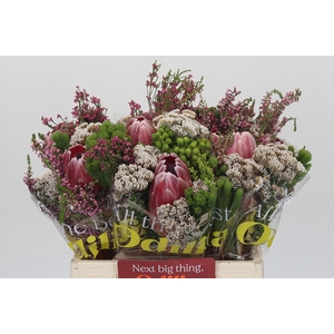 BQ Protea Pink Ice SFB