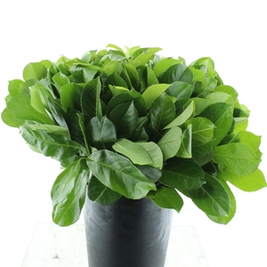 Laurier Etna P Stem