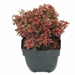 Berberis thunbergii 'Admiration'® P17