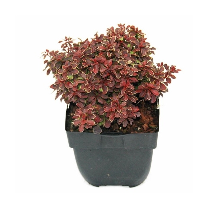 <h4>Berberis thunbergii 'Admiration'® P17</h4>