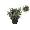 Silk Eucalyptus Green In Pot L 30x30x38cm