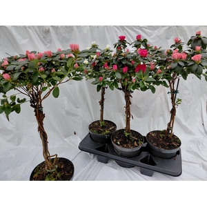 RHODO SI OV
