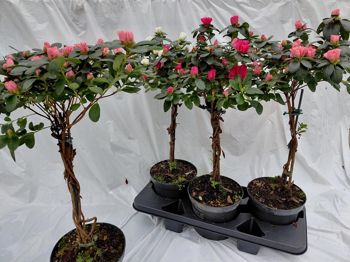 <h4>RHODO SI OV</h4>