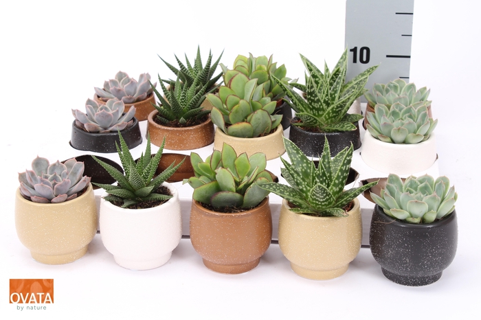 <h4>SUCC GEM 5 SRT</h4>