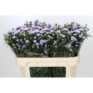 ASTER ASTEE MILKA