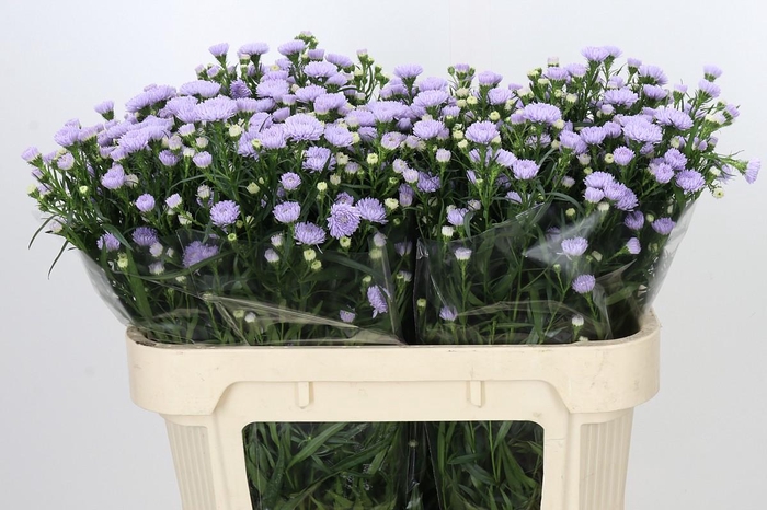 <h4>Aster Astee Milka</h4>