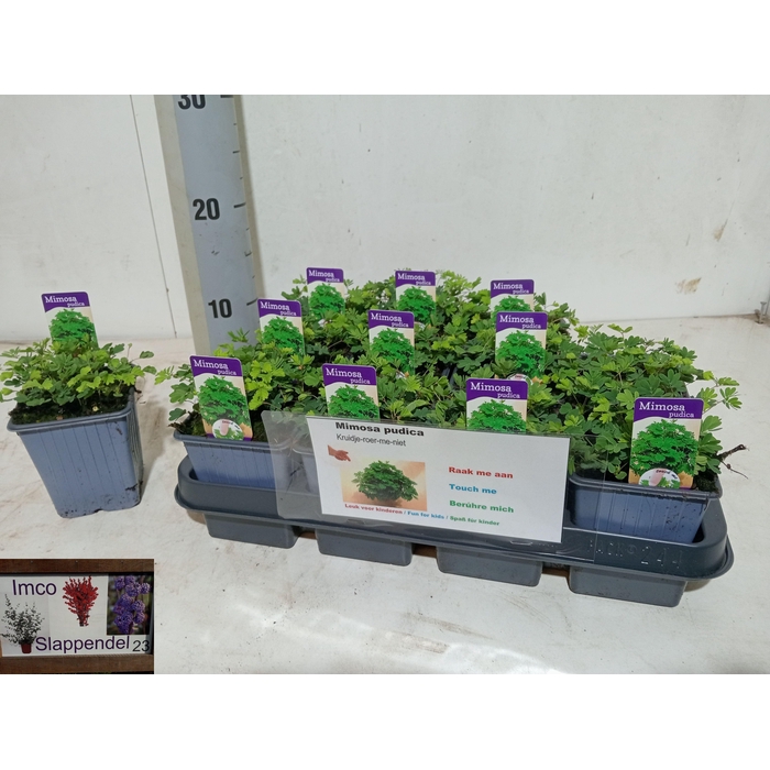 <h4>MIMOSA PUDICA</h4>