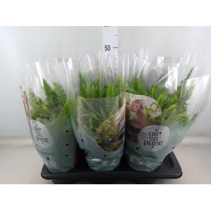 Nephrolepis exal. 'Green Lady'