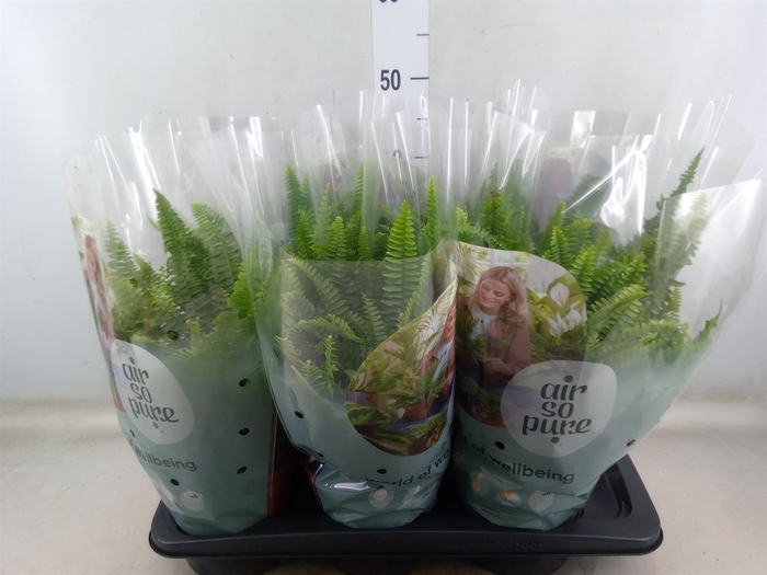<h4>Nephrolepis exal. 'Green Lady'</h4>