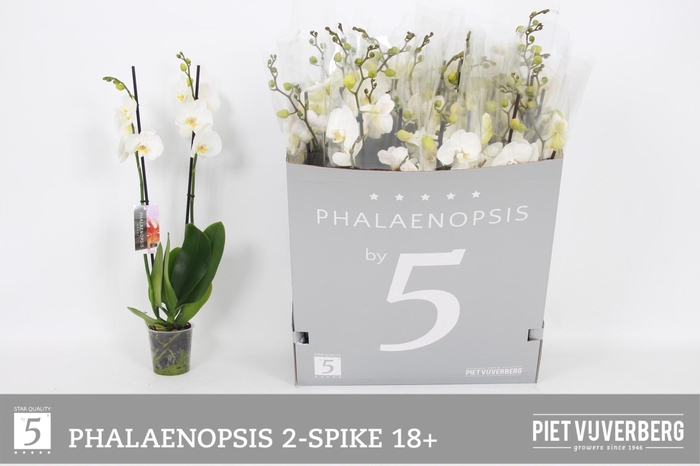 <h4>PHAL OV WIT</h4>