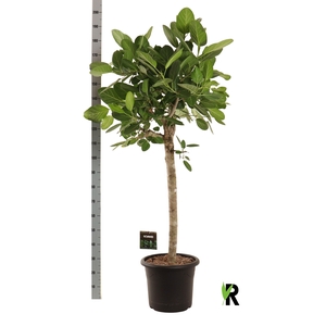 FICUS BENG AUDREY