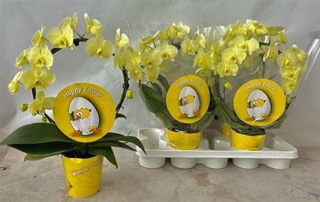 arr8 Phal Wonder Yellow Mirror