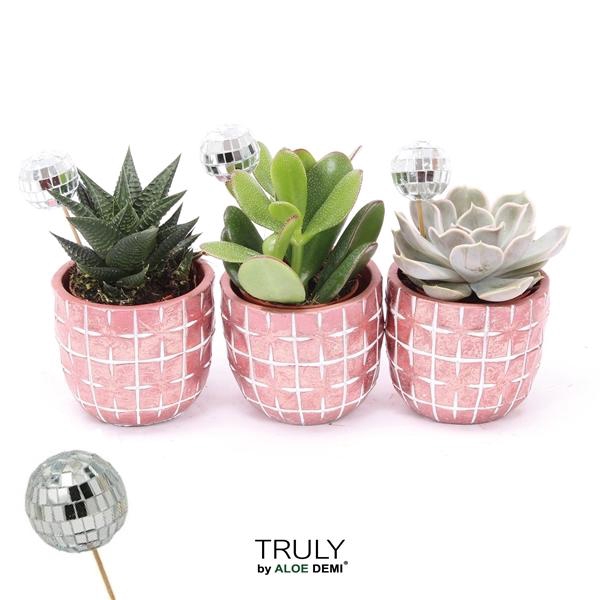 <h4>TRULY Succulent, Disco Mosaic Red Disco</h4>