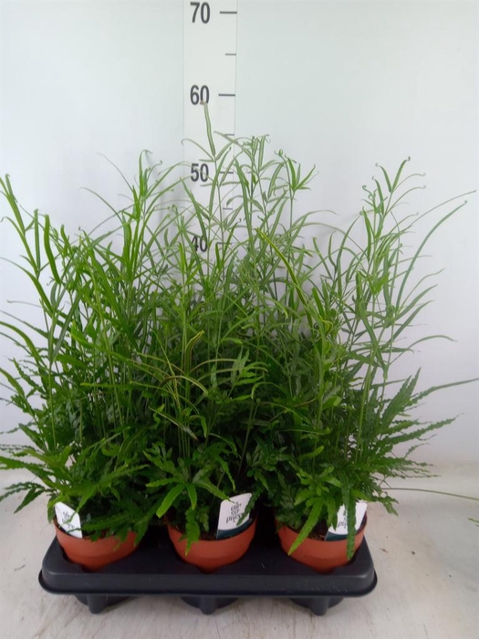 <h4>Pteris ensiformis</h4>