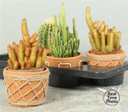 <h4>Cactus Gem Decopotten</h4>