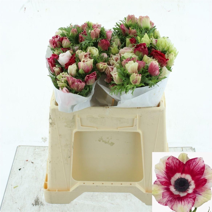 <h4>ANEM CO MIS + TIGRE</h4>