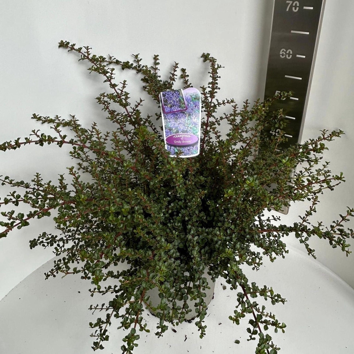 <h4>Ceanothus</h4>