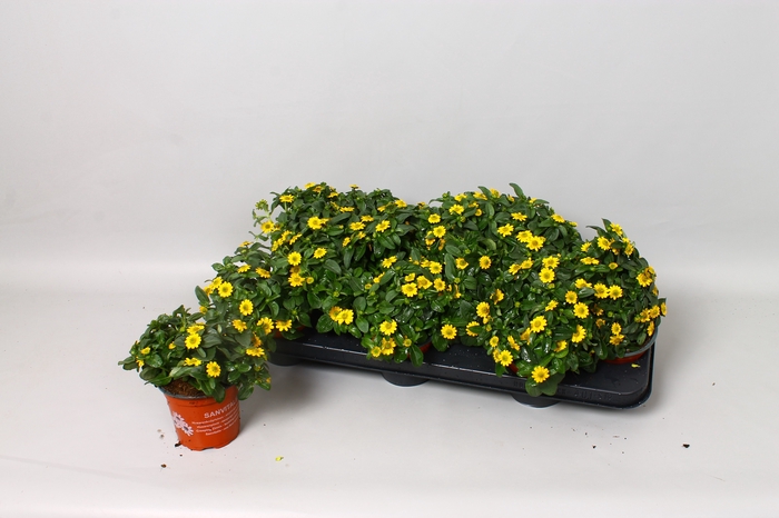 <h4>SANV YELLOW BEAUTY</h4>