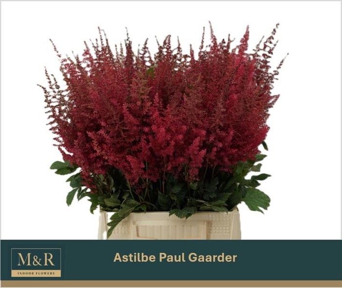 <h4>ASTIL AR PAUL GAARDE</h4>
