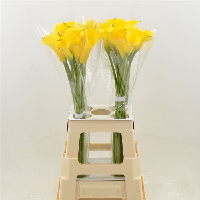<h4>Calla Gold Medal</h4>