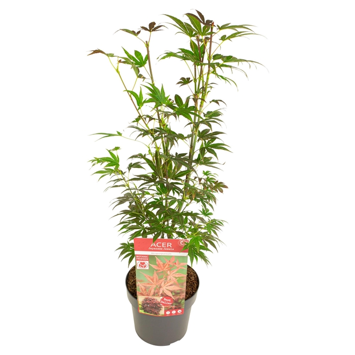 <h4>Acer palm. 'Atropurpureum'</h4>
