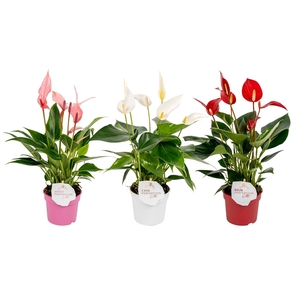 Anthurium Banderola gemengd 3 kleuren