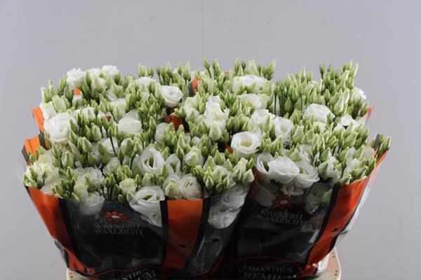 <h4>Eust G Rosita White</h4>