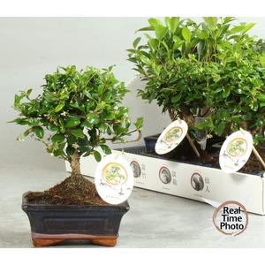 BONSAI GEM
