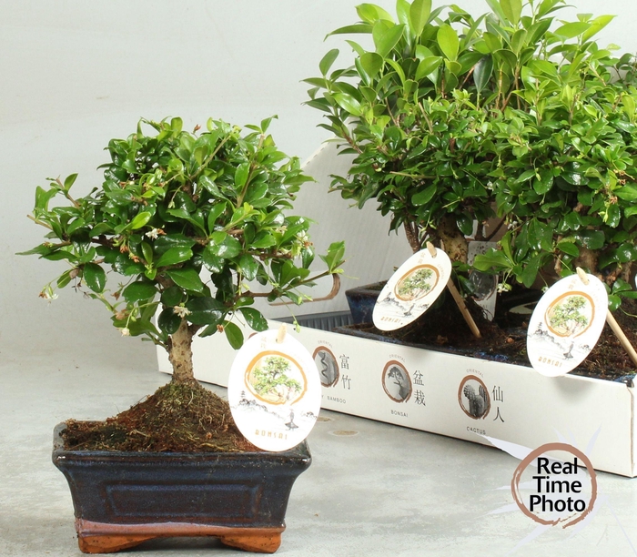 <h4>BONSAI GEM</h4>
