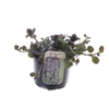 Ajuga reptans Chocolate Chips