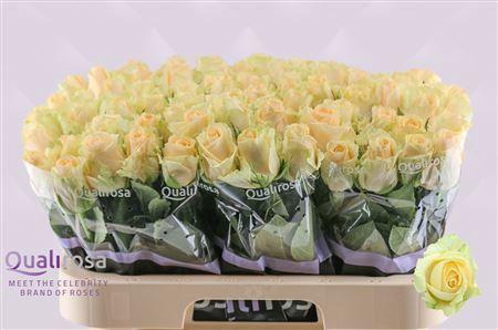 <h4>R GR MAG AVALANCHE+</h4>