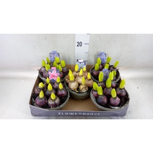 Hyacinthus orie.   ...mix
