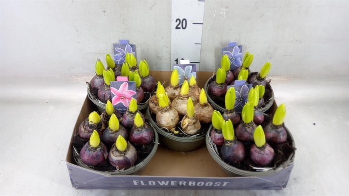 <h4>Hyacinthus orie.   ...mix</h4>