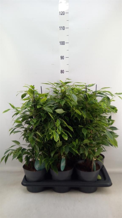 <h4>Ficus benja. 'Anastasia'</h4>