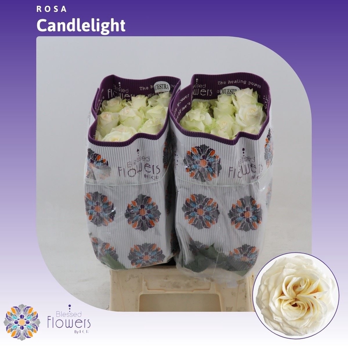 <h4>Rosa gr Candlelight</h4>