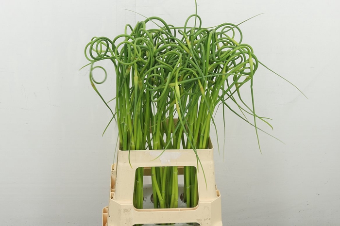 <h4>Allium Sativum Ophioscorodon</h4>