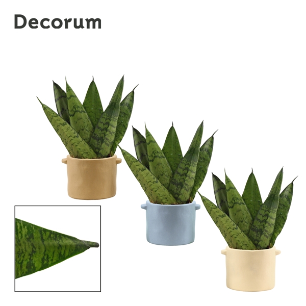 <h4>Sansevieria zeylanica fan 6 cm in Charlotte (Nature world-collec</h4>