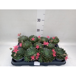 Graptopetalum tacitus