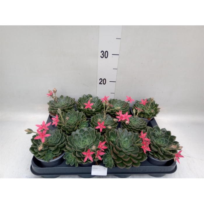 <h4>Graptopetalum tacitus</h4>