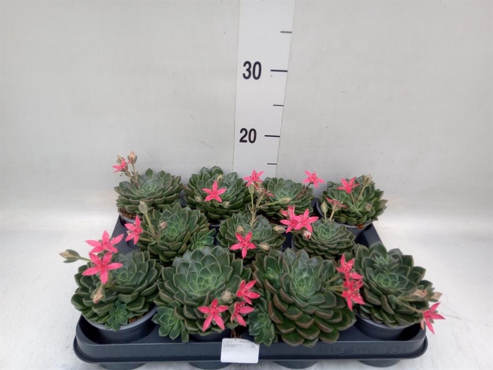 <h4>Graptopetalum tacitus</h4>