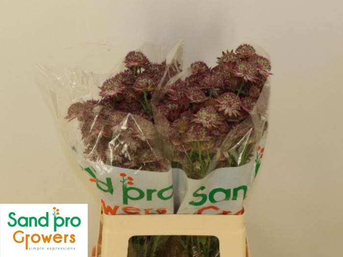 <h4>ASTR MAG MELINDA</h4>