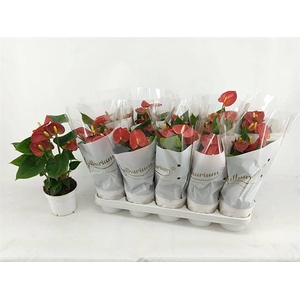 ANTHURIUM RED CHAMPIOM P12