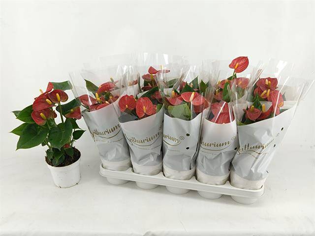 <h4>ANTHURIUM RED CHAMPIOM P12</h4>