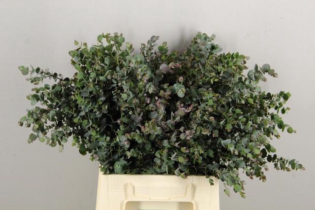 <h4>EUCA GU AZURA 045CM</h4>