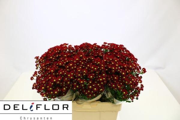 <h4>CHR SAN PIXEL REDDY</h4>