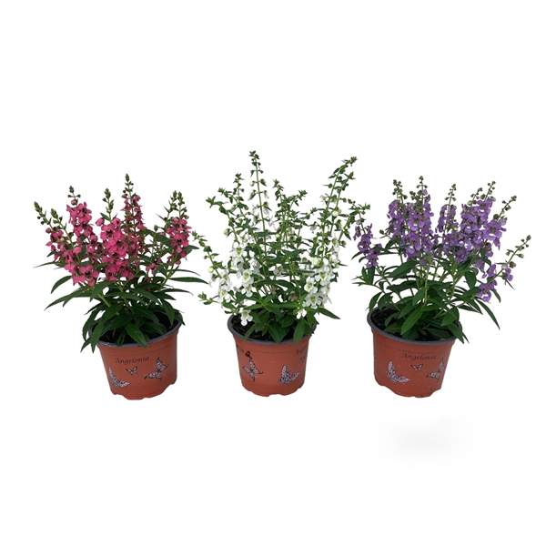 <h4>Angelonia mix</h4>