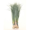 BEARGRASS
