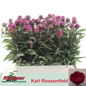 PAEO L KARL ROSENF