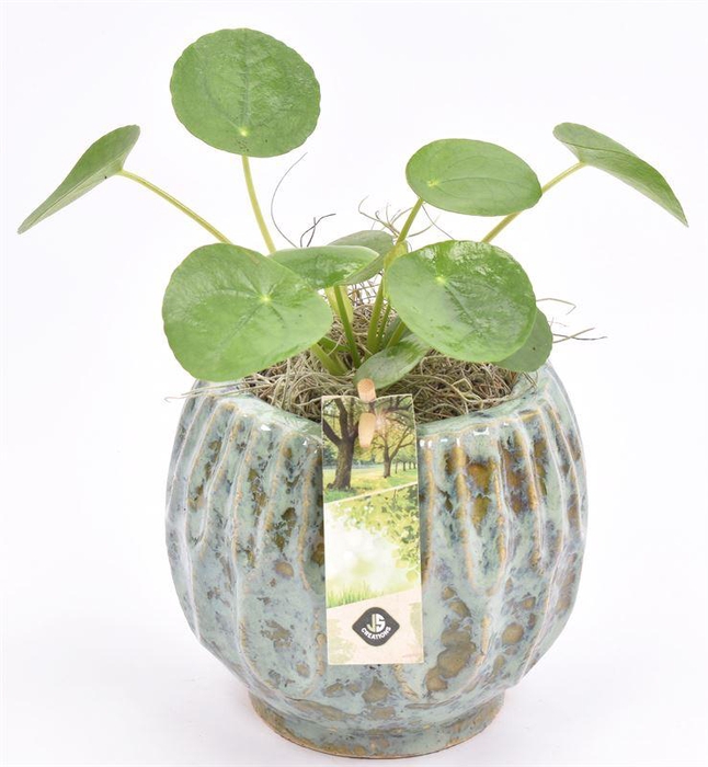 <h4>Keramiek pot gr/bl 12/14cm</h4>