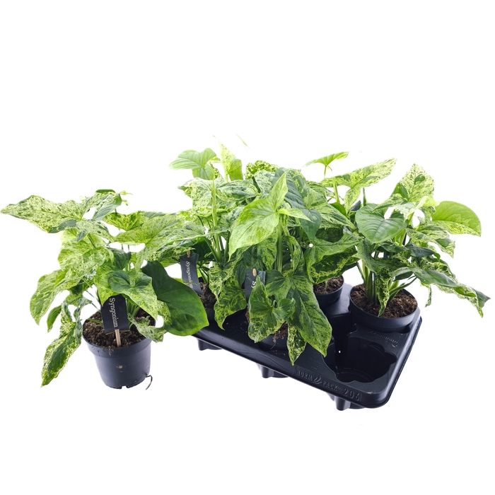 <h4>Syngonium podophyllum Mottled 12Ø 35cm</h4>